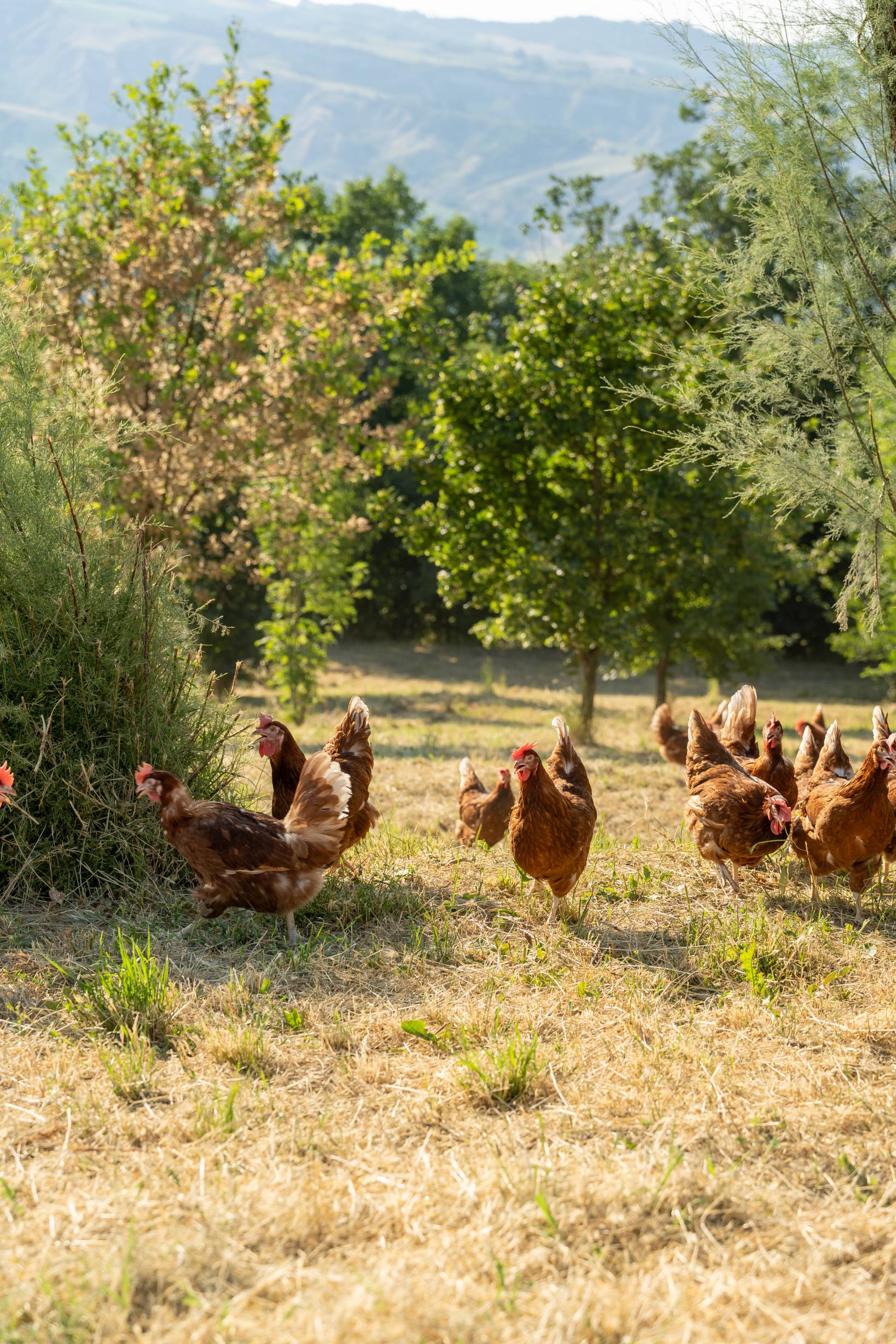 featured-open-air farming