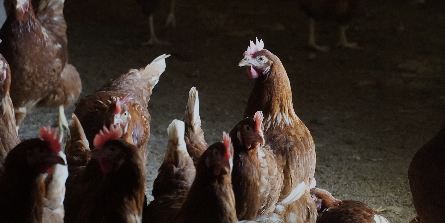 features-farmsaterra