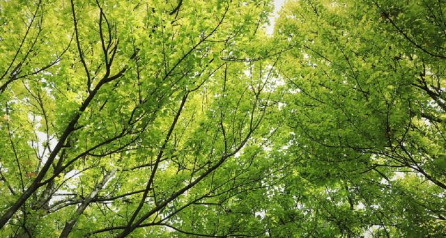 Photo Scotti DEF (1)