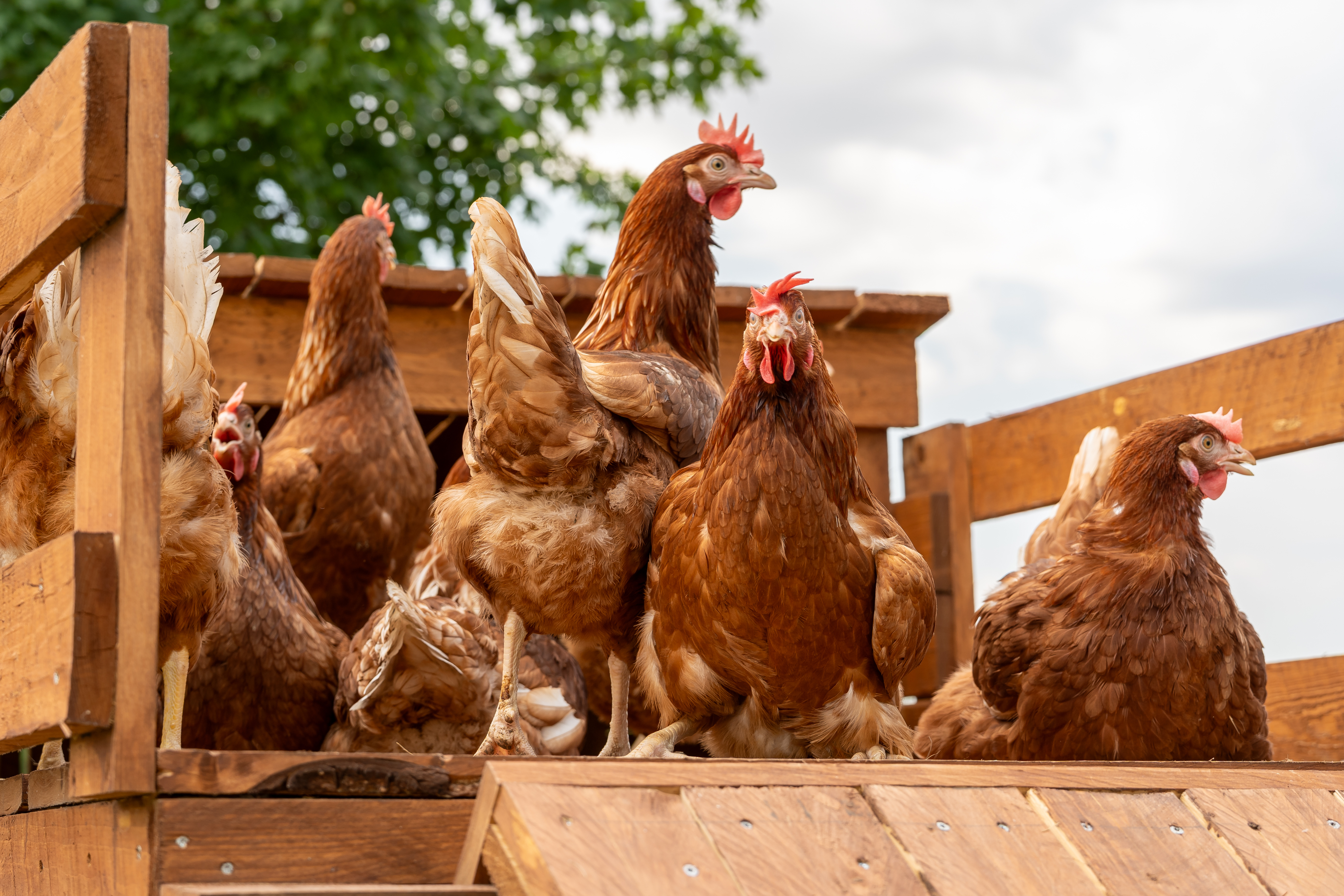 5590a72a660c766f9c74e6f98fd3f75a0048a725