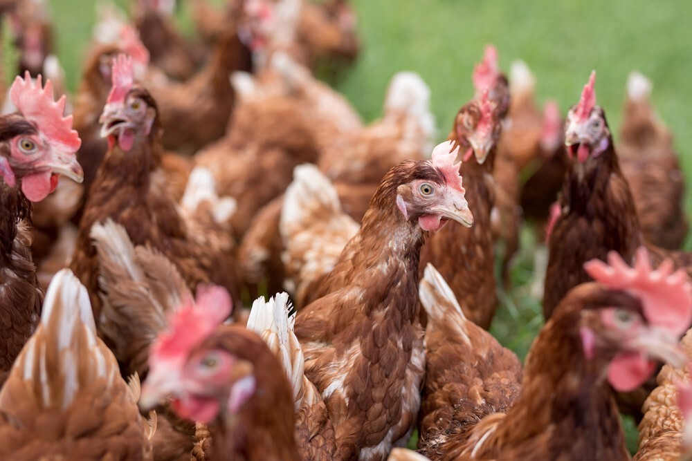 anteprima_EUROVO_BIO-032